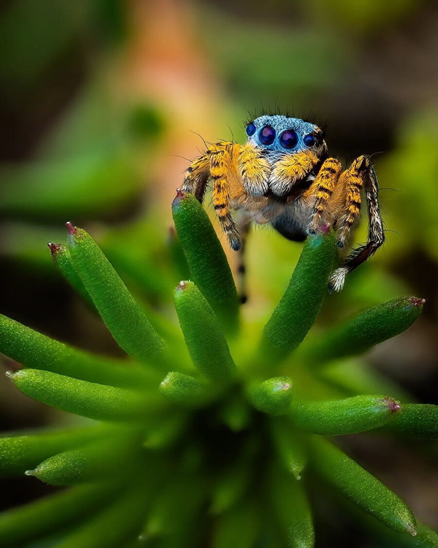 İlginç hayvanlarda bugün 🕷️