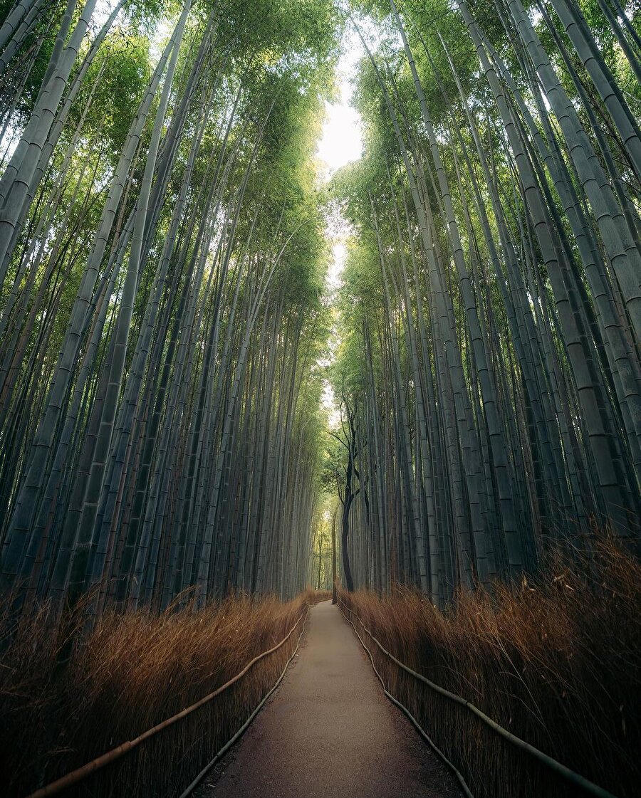 Japonya’nın Büyüleyici Bambuları: Arashiyama Bambu Korusu ✨