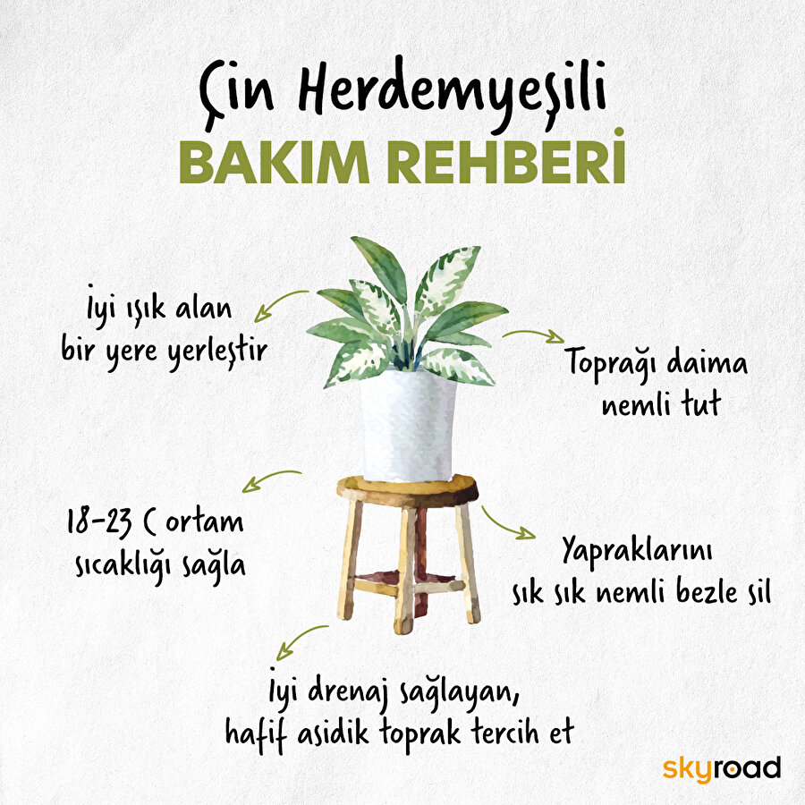 Çin herdemyeşili bakım rehberi 🙌🏻