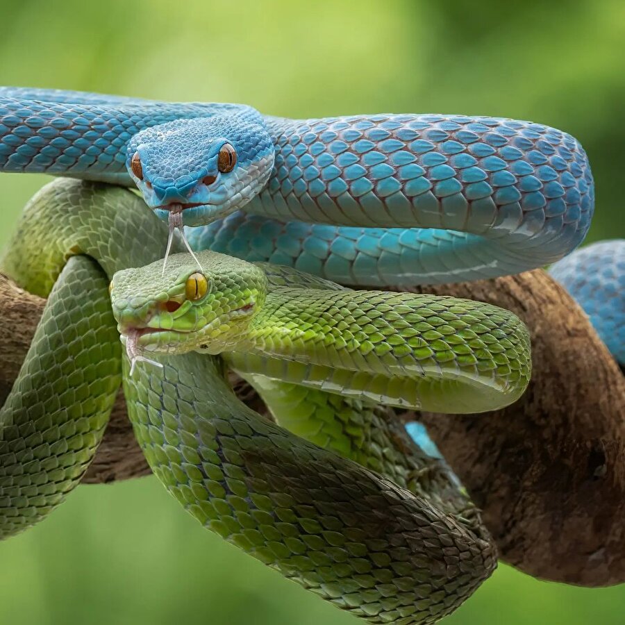 Tehlikeli güzellik 🐍