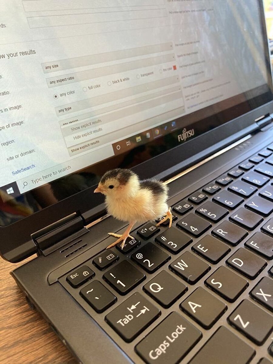 Annesi pansuman olabilsin diye çalışan civciv