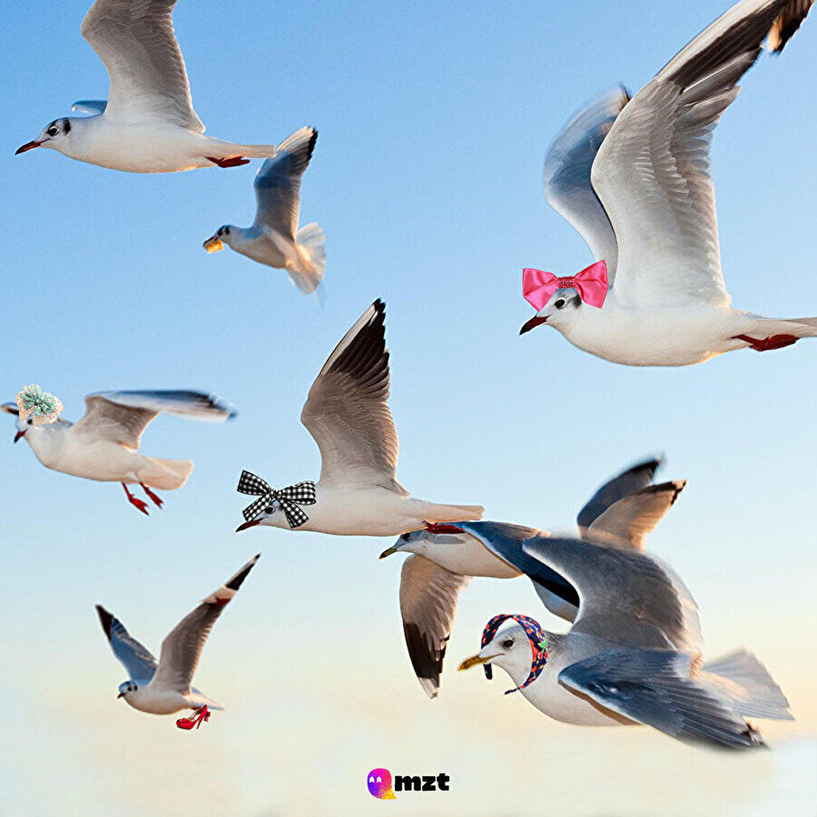 8 Martınızı enişten dileklerimizle kutlarız