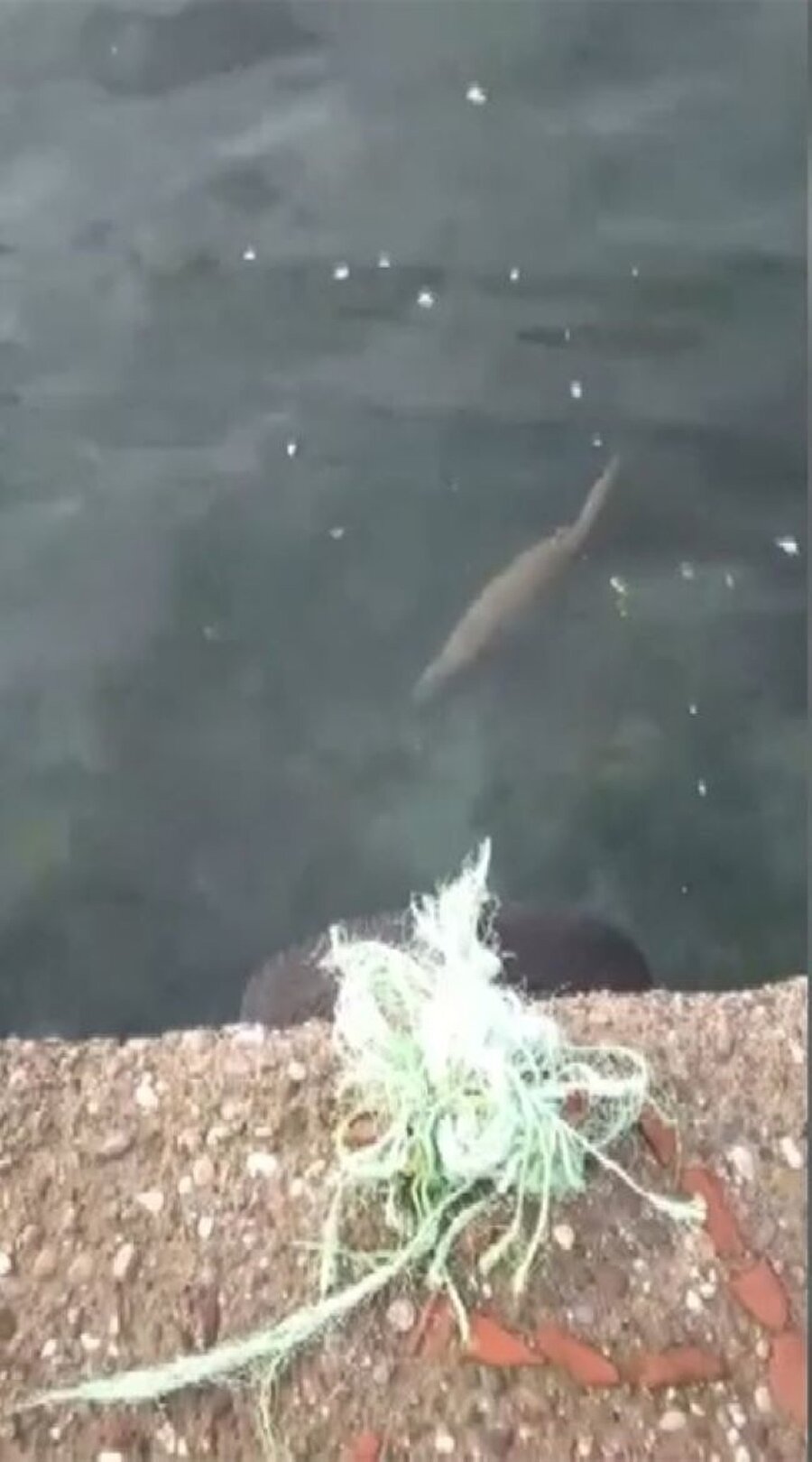 Nesli tükenmekte olan su samuru Sinop'ta