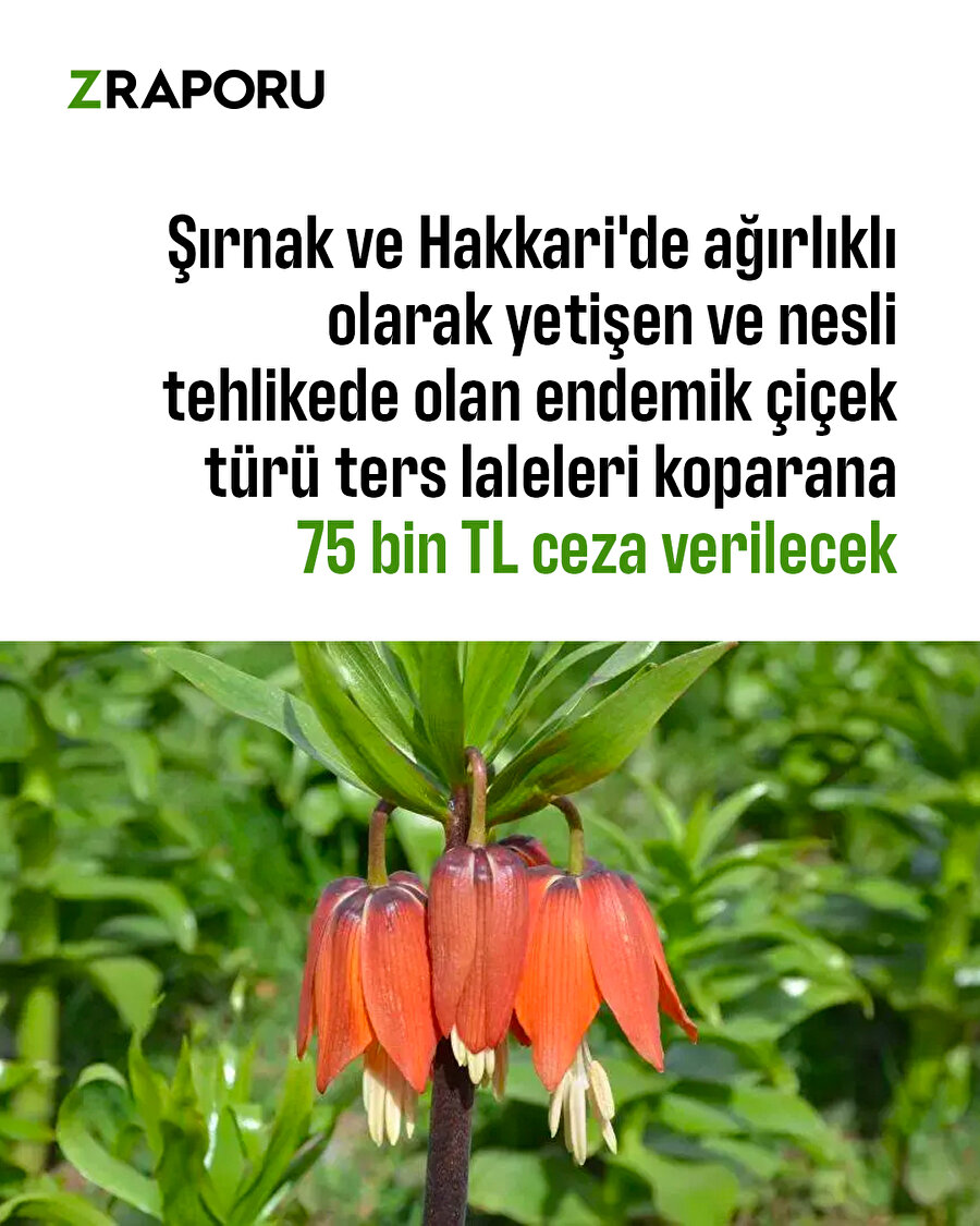 Lale koparmanın cezası 75 bin TL