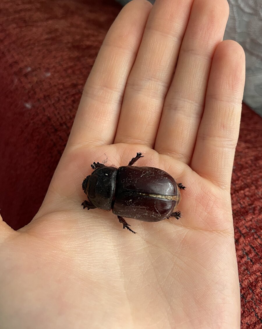 Evde böyle bir şey görsem ev artık onun evi olur