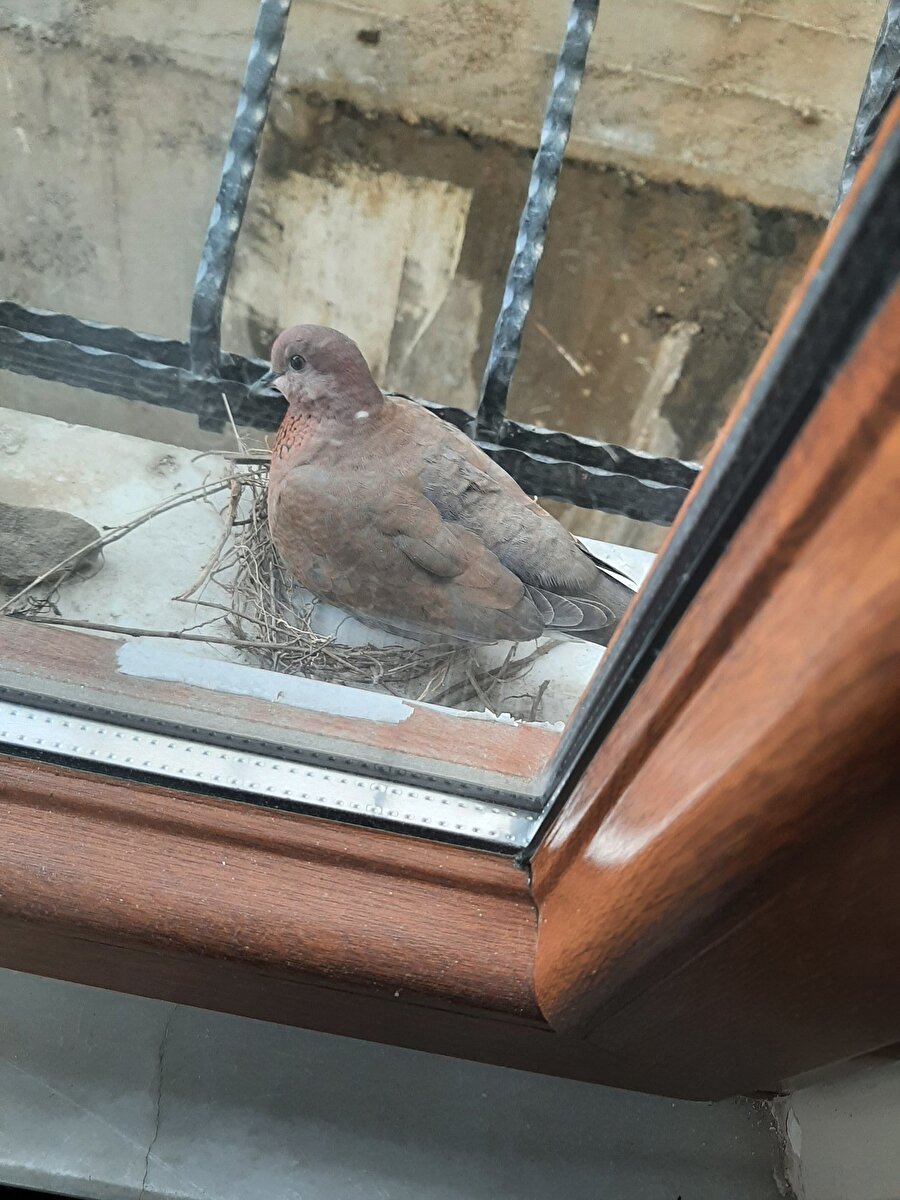 Her duruma uyum sağlama şeklim