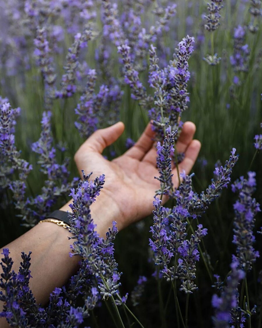 Isparta’nın mor cenneti: Kuyucak Köyü 📍