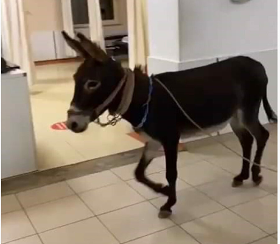 Bremen Mızıkacıları yeniden mi toplanıyor?