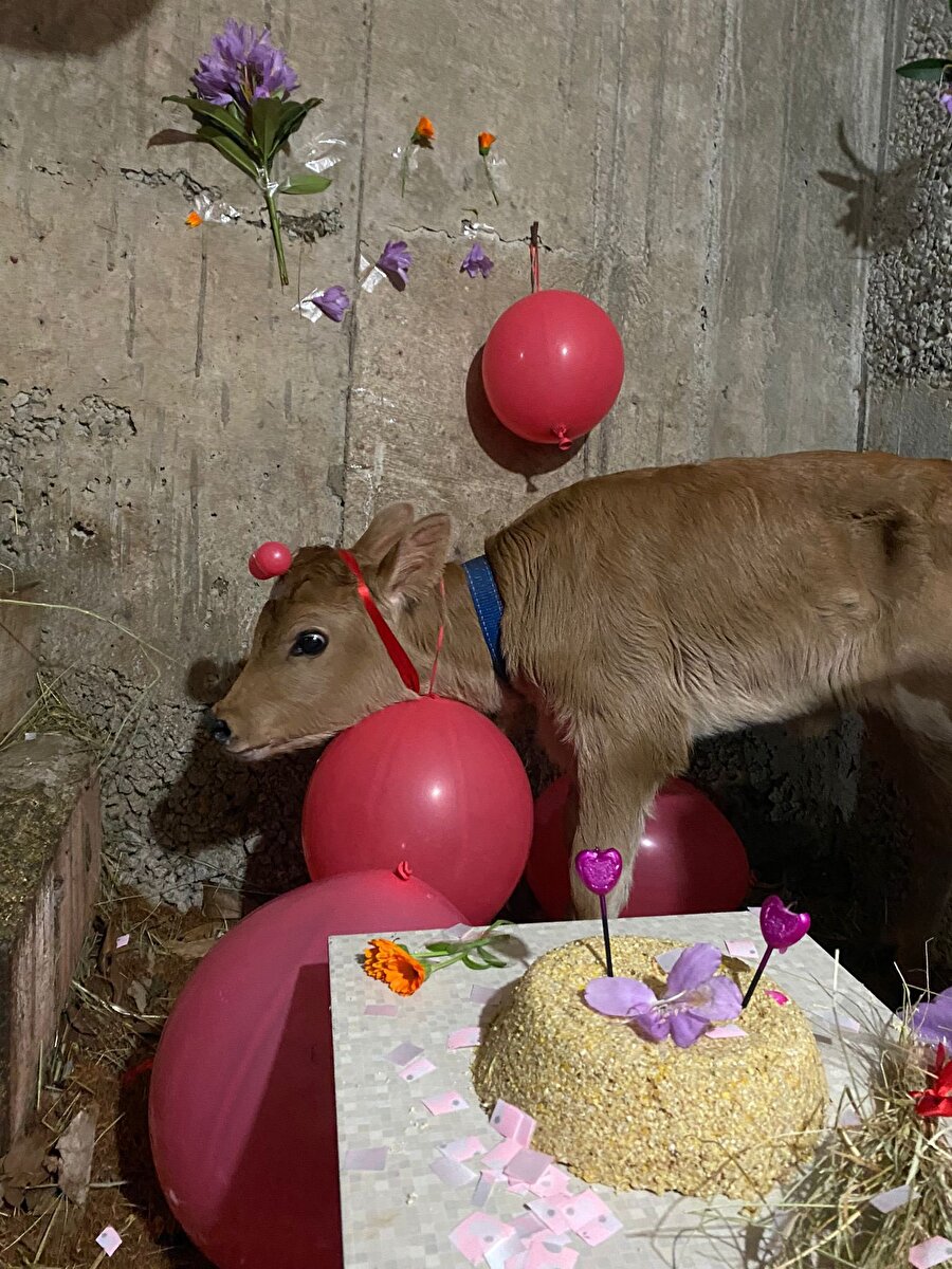 Yeni doğan buzağına babyshower yapılmış