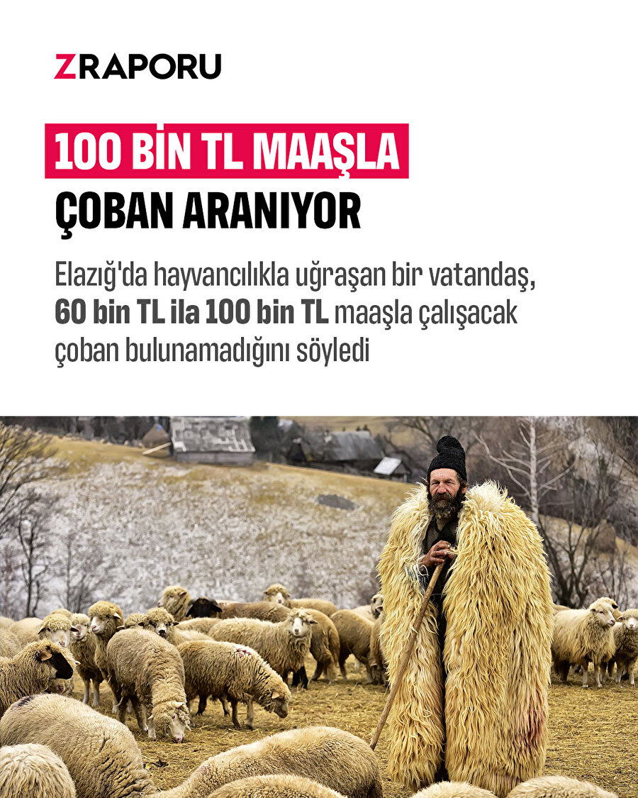 Elazığ'da 100 bin TL maaşla çalışacak çoban bulunamıyor