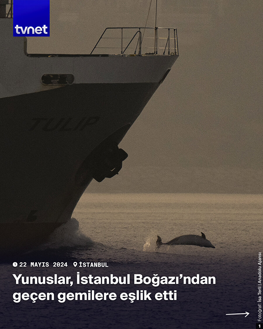 Yunuslar, İstanbul Boğazı'ndan geçen gemilere eşlik etti