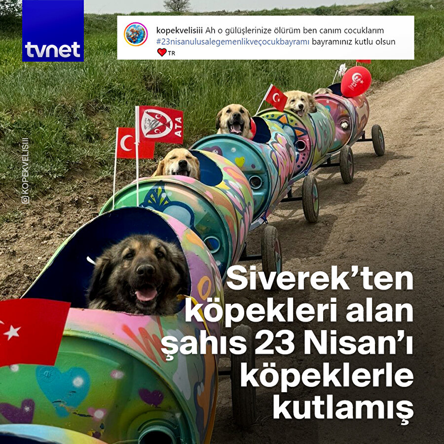 Hasta köpekleri Şanlıurfa'dan Ankara'ya taşıyan kadın 23 Nisan'ı da köpeklerle kutlamış