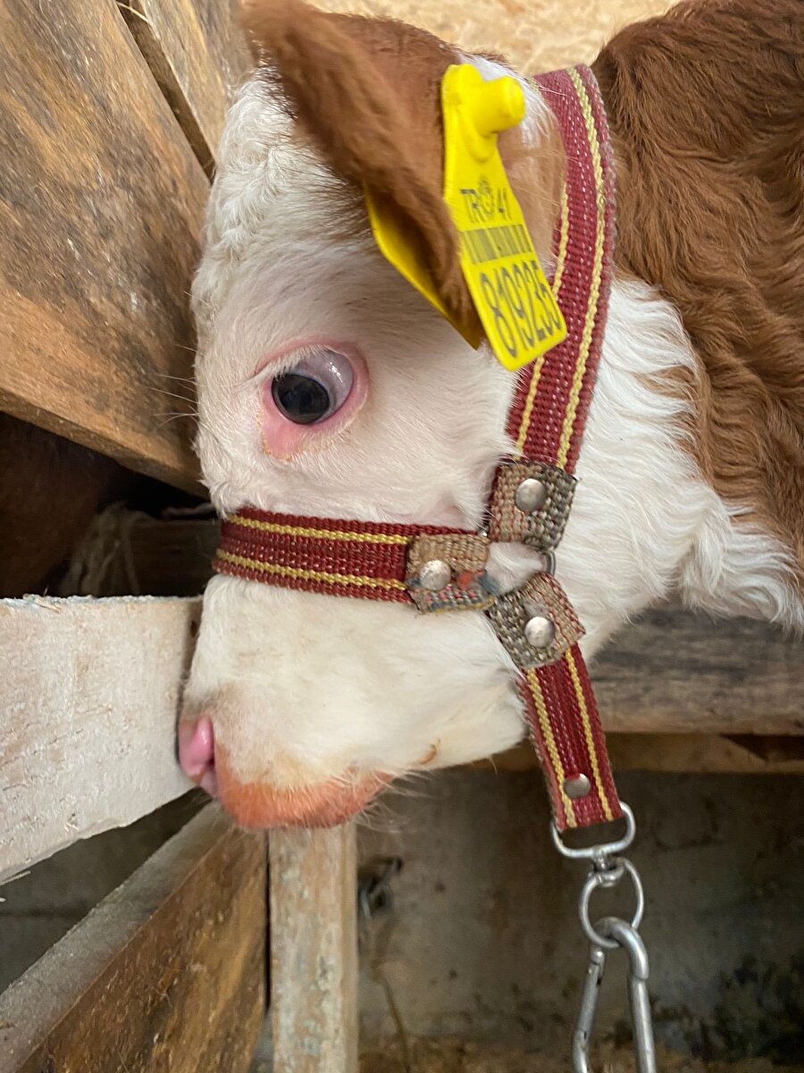 Kurban Bayramında geride kalanların ruh hali