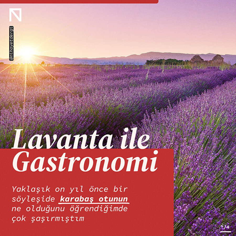 Lavanta ile Gastronomi