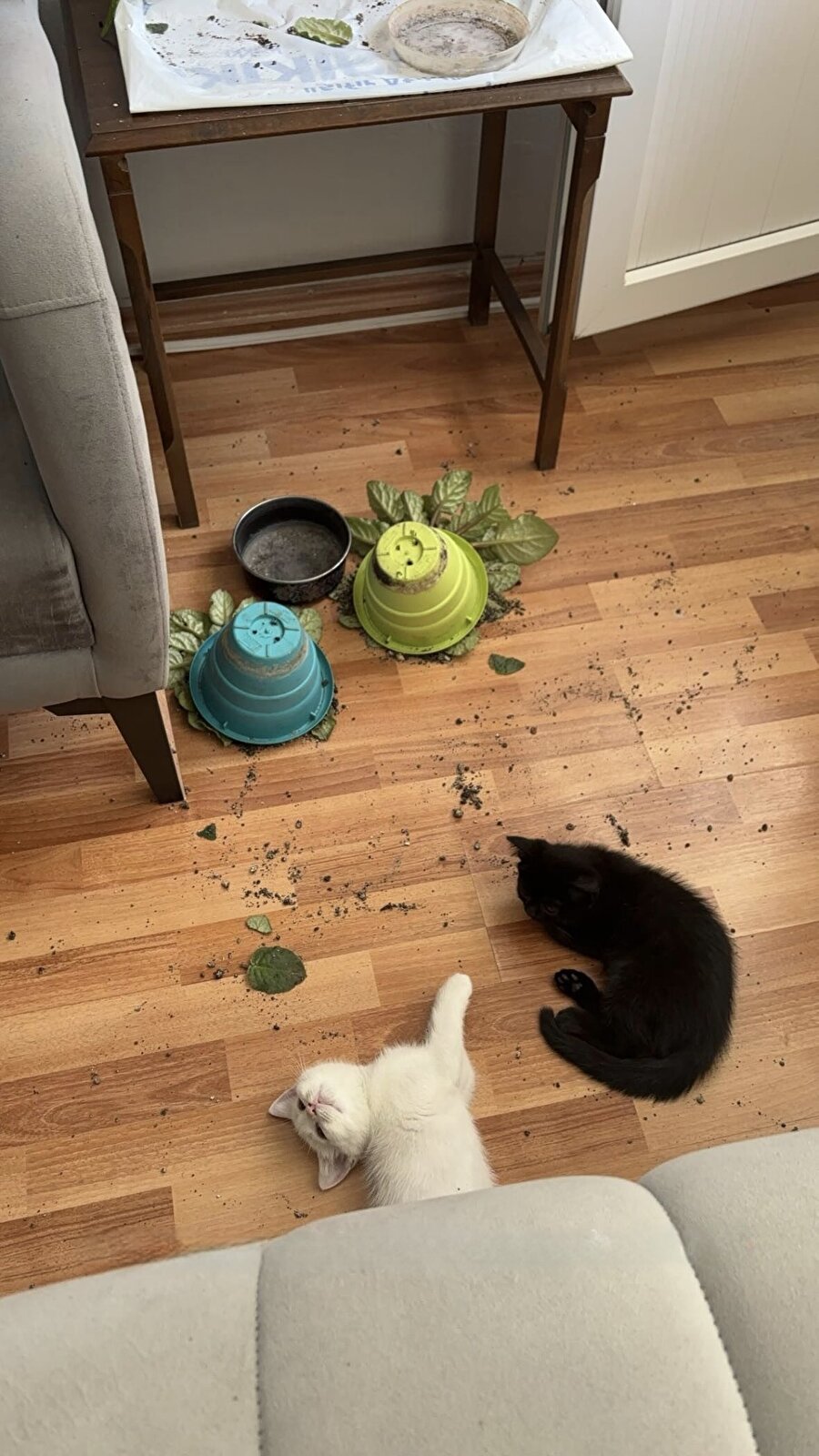 Emin olamadık ama beyazlı biraz suçlu gibi