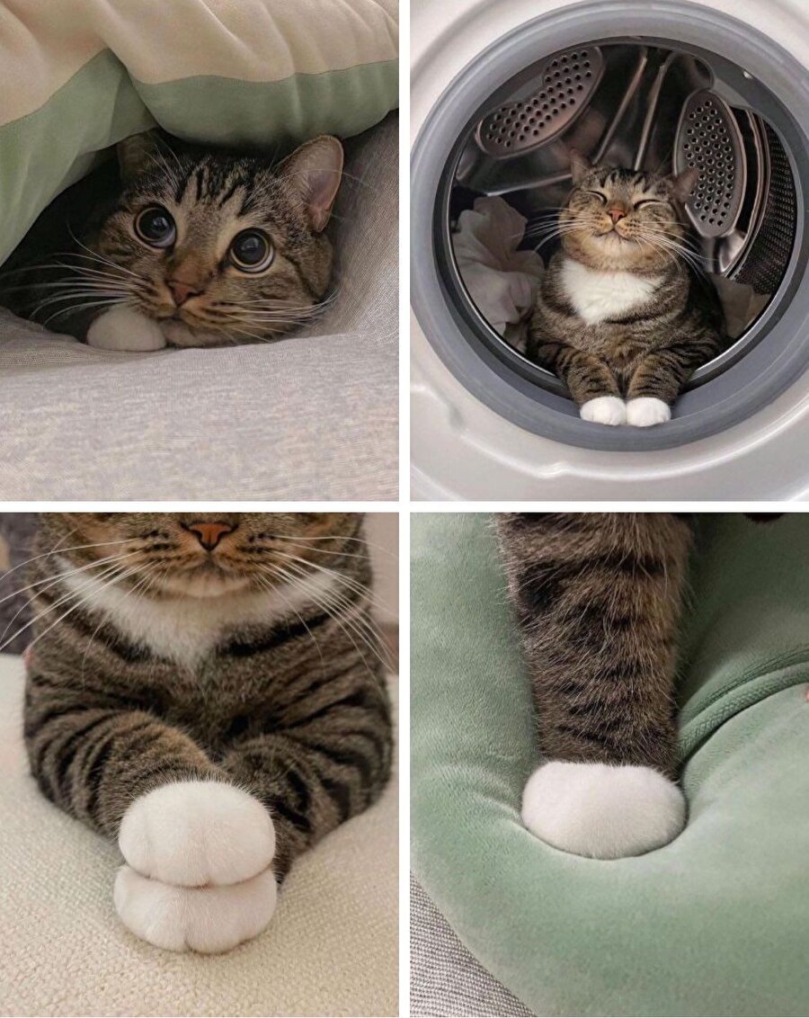 Doğuştan terlikli kedi