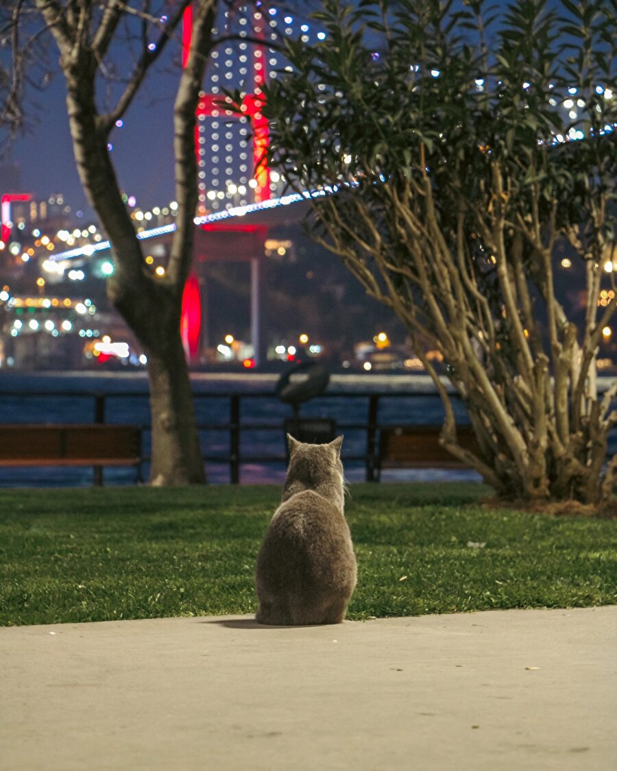 Dünyanın değil evrenin en yalnız kedisi