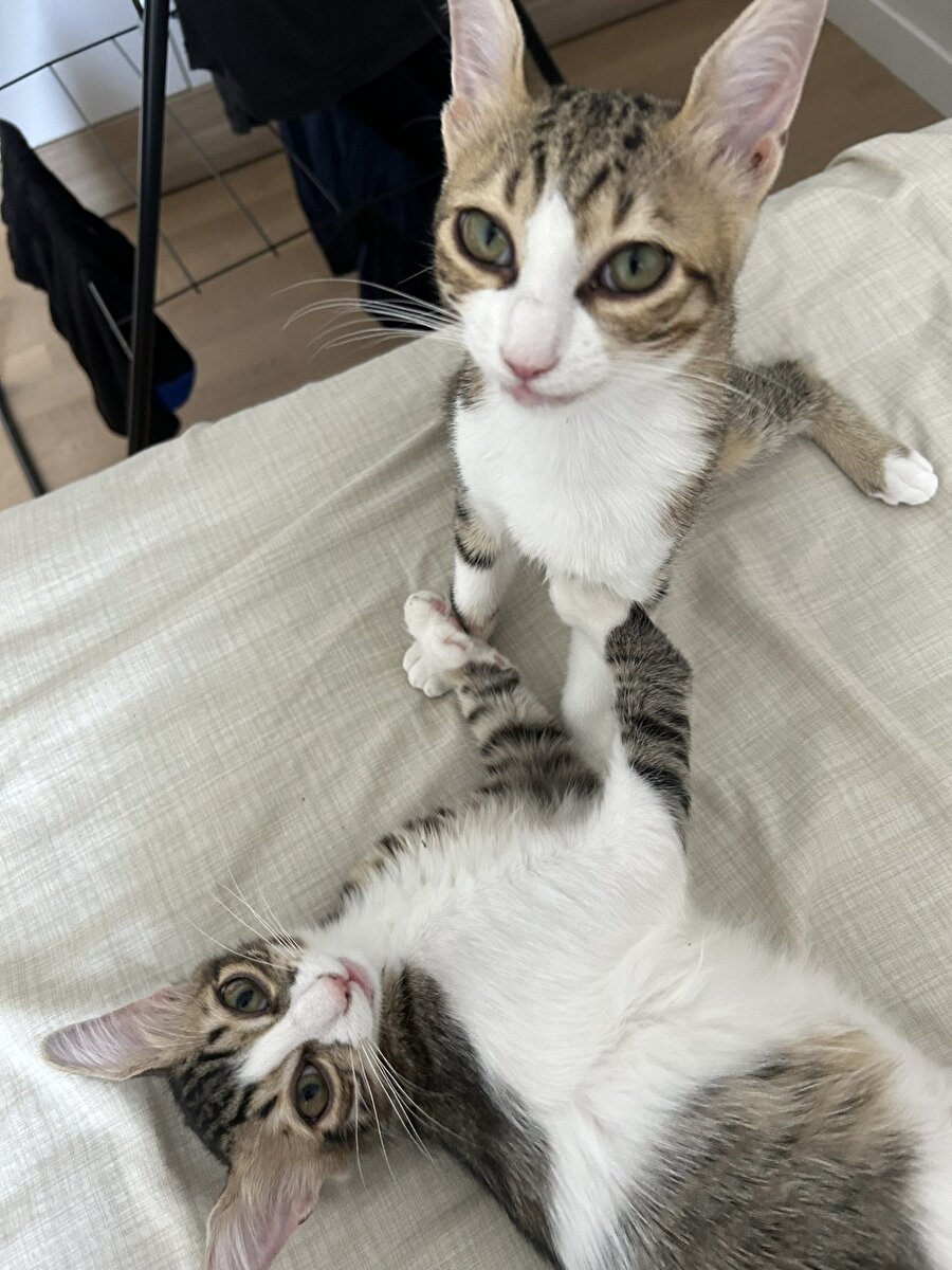 Tüm şirinlik ihtiyacımızı karşılayan o fotoğraf