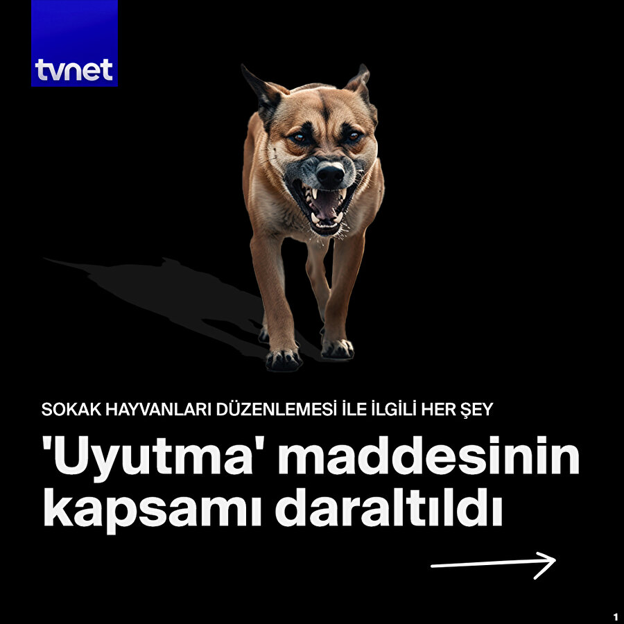  Sokak hayvanları düzenlemesinde son aşama