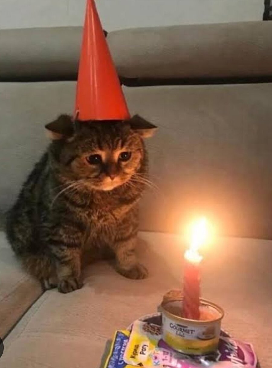 Doğum gününü tek başına kutlayan kedinin çaresizliği