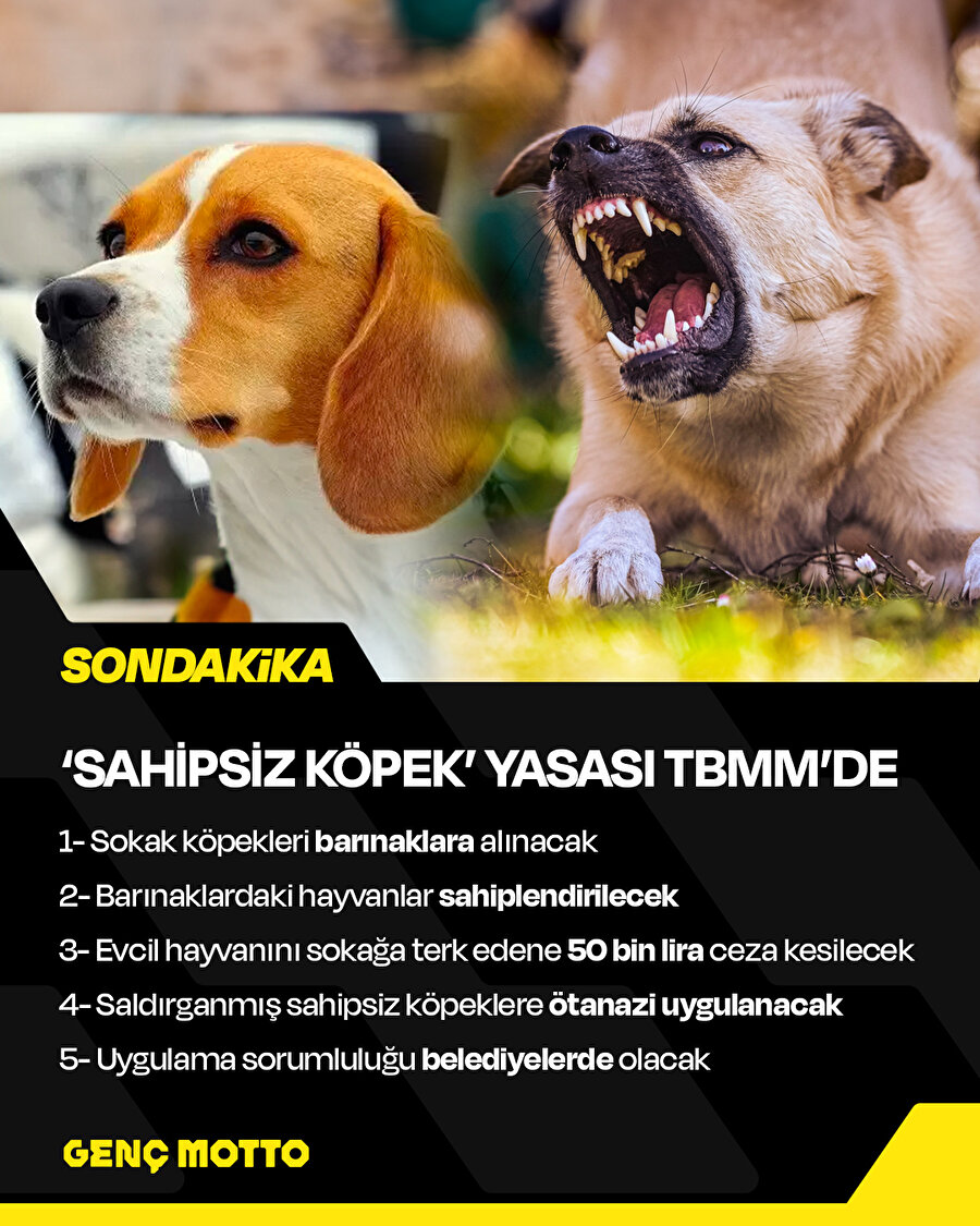 Sokak köpekleri ile ilgili kanun teklifi TBMM’de 