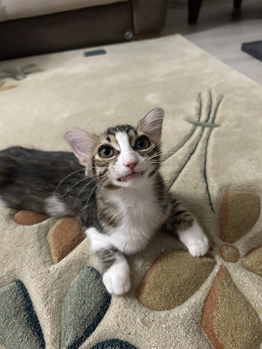 Süt dökmüş kedi teriminin vücut bulmuş hali