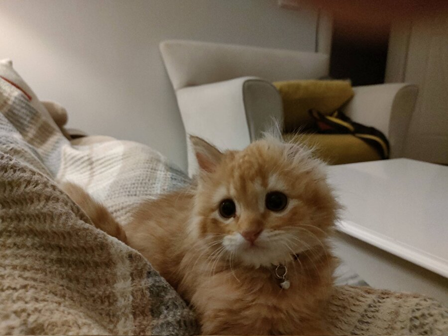 Eski kulağı kesiklerden o kalmış