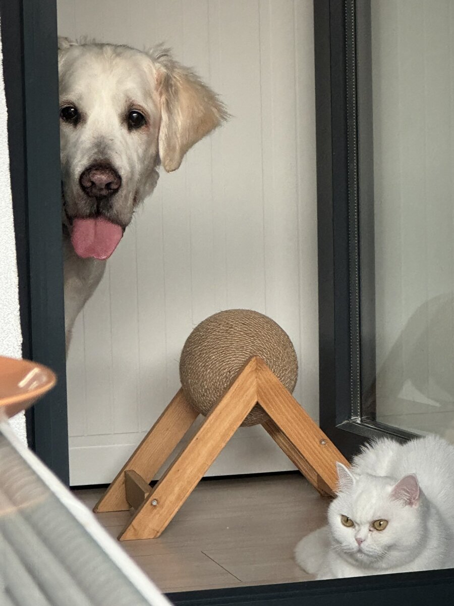 Sadece kedinin bakışlarına odaklanın