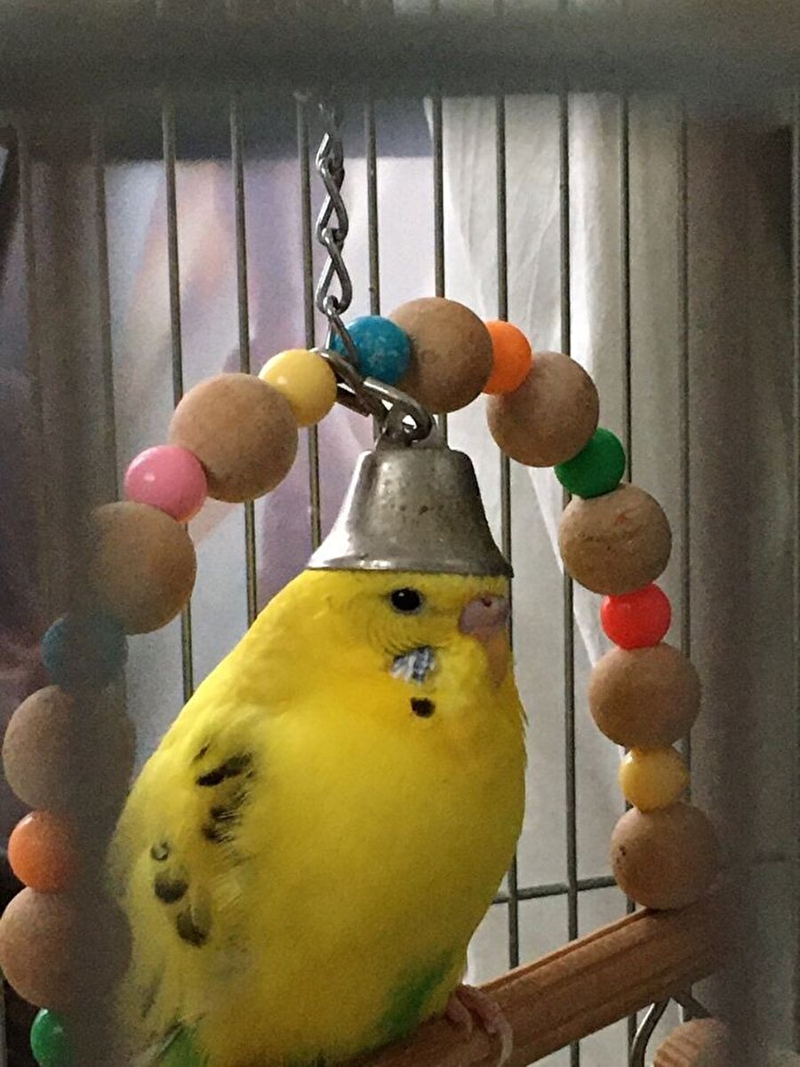 Fesli tükenmiş muhabbet kuşu