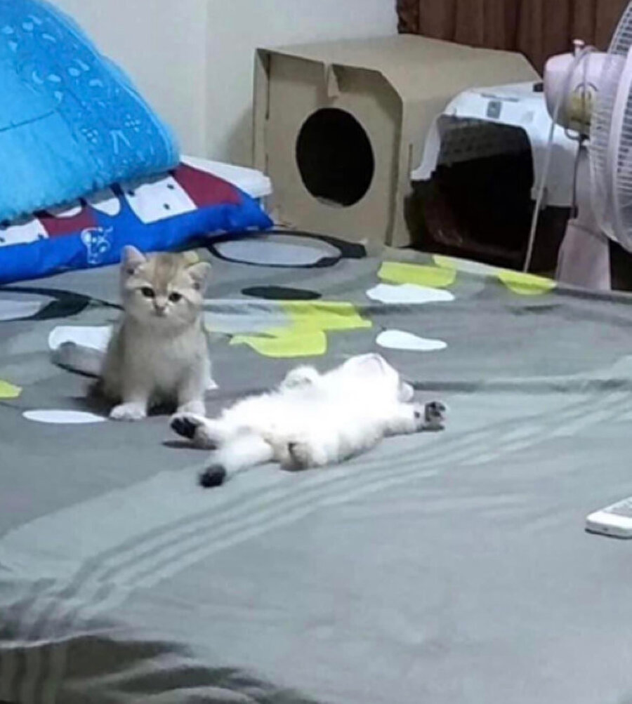 10 saat beni kışkırtan kardeşime dokununca verdiği minimum tepki