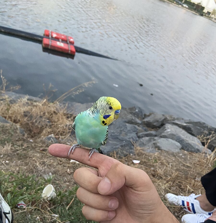 "Evden kaçan muhabbet kuşları nereye gidiyor?" sorusunun cevabı