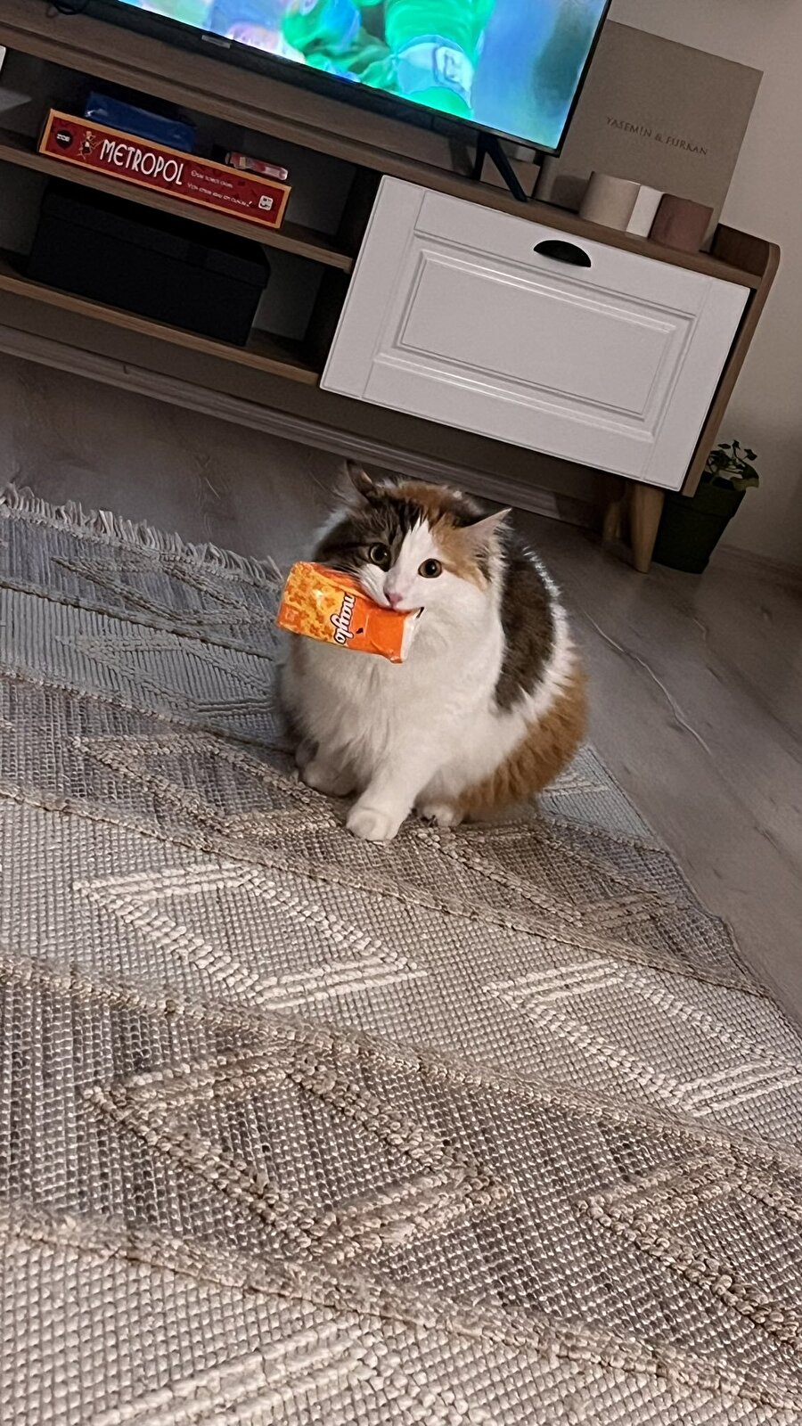 Yengeç burcu bir kedi