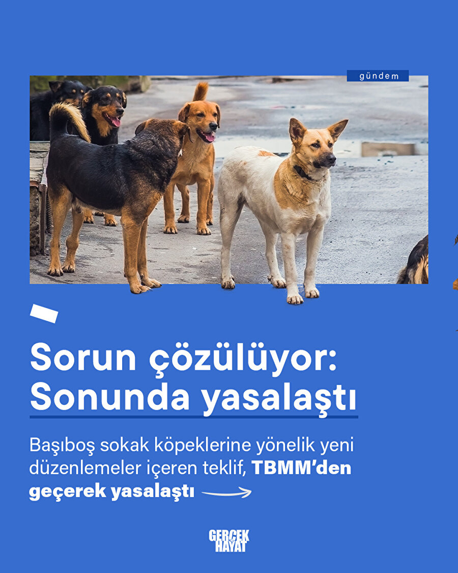 Köpek sorunu çözülüyor