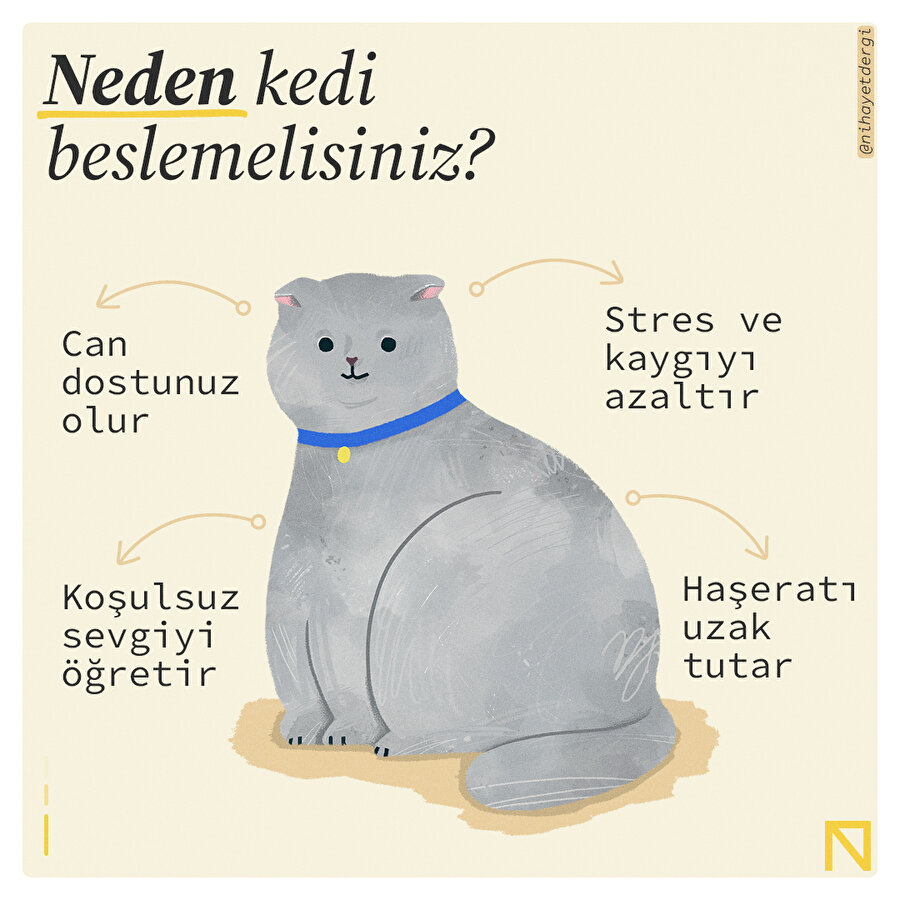 Neden Kedi beslemelisiniz? 🐱