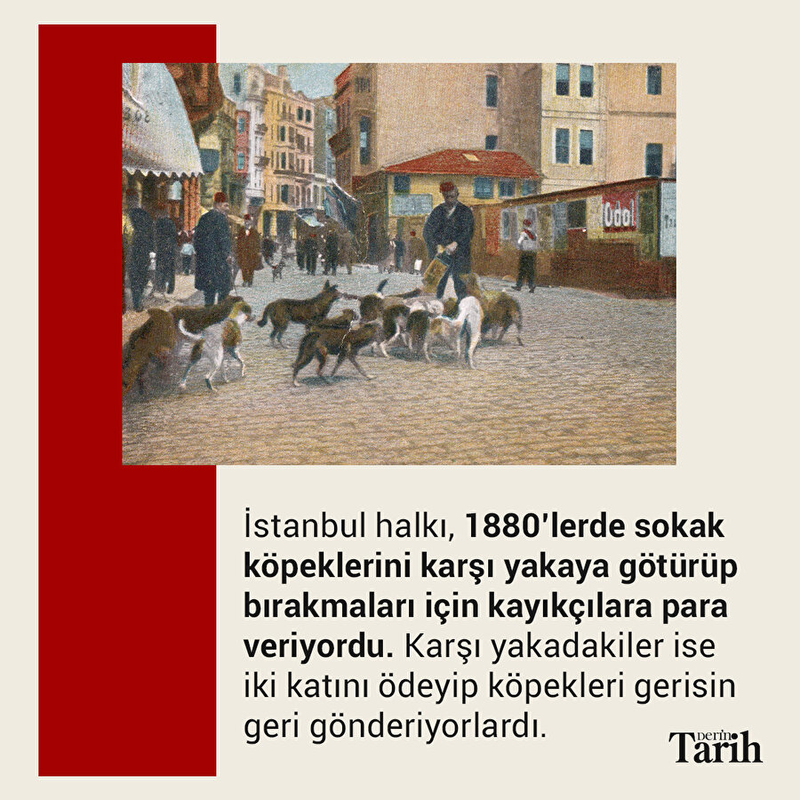 19. yüzyılda sokak köpekleri