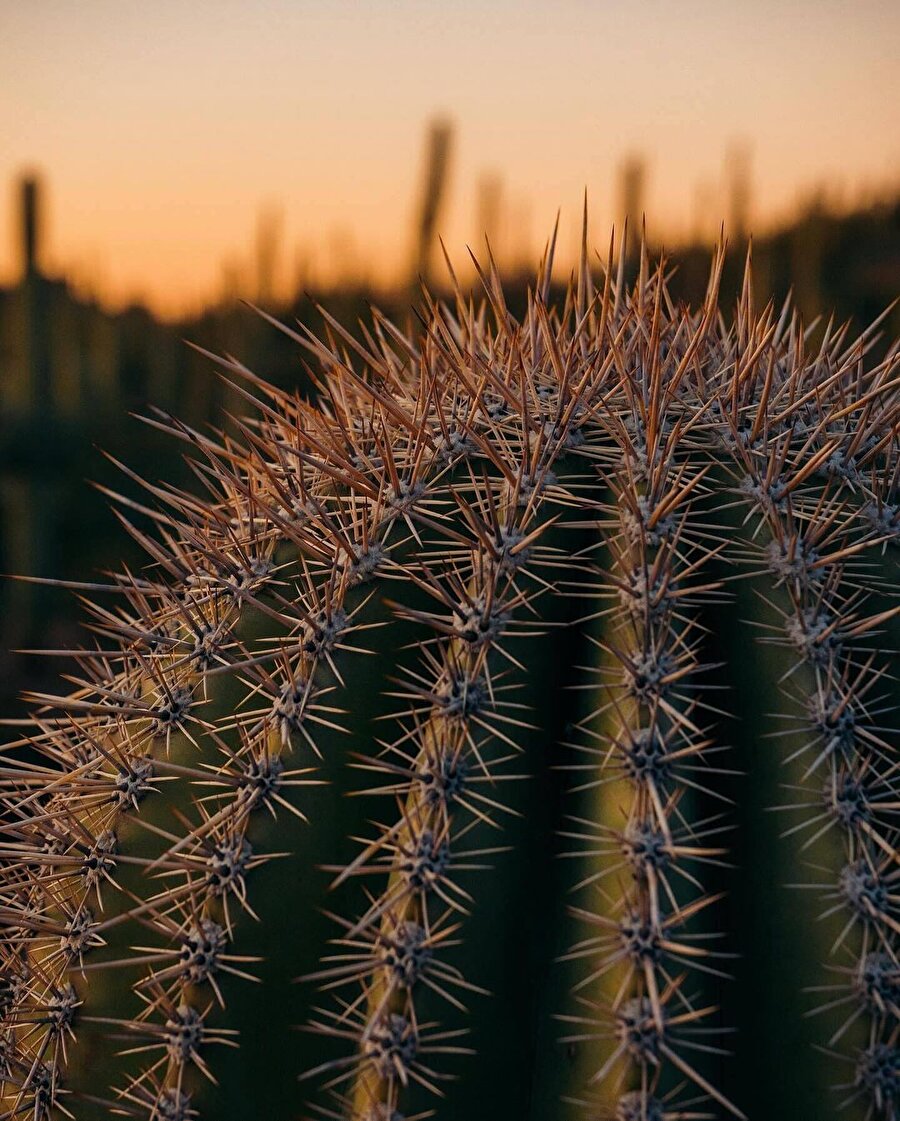 Amerika'nın dev kaktüsleri arasında bir yolculuk: Saguaro Ulusal Parkı ✨