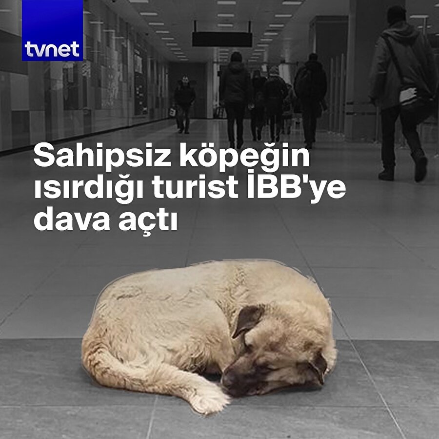 İBB sahipsiz köpeğin sorumluluğunu kabul etmedi