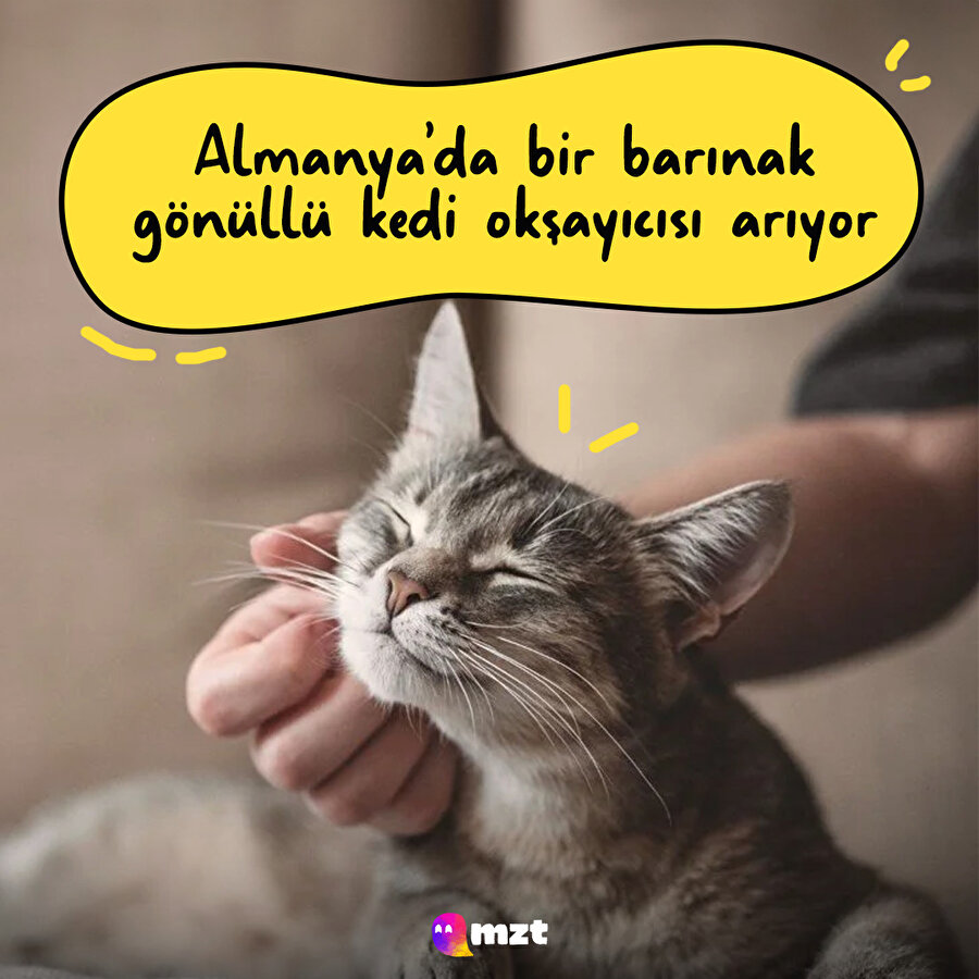 Almanya Güney Thüringen'deki bir barınakta gönüllü kedi okşayıcıları aranıyor