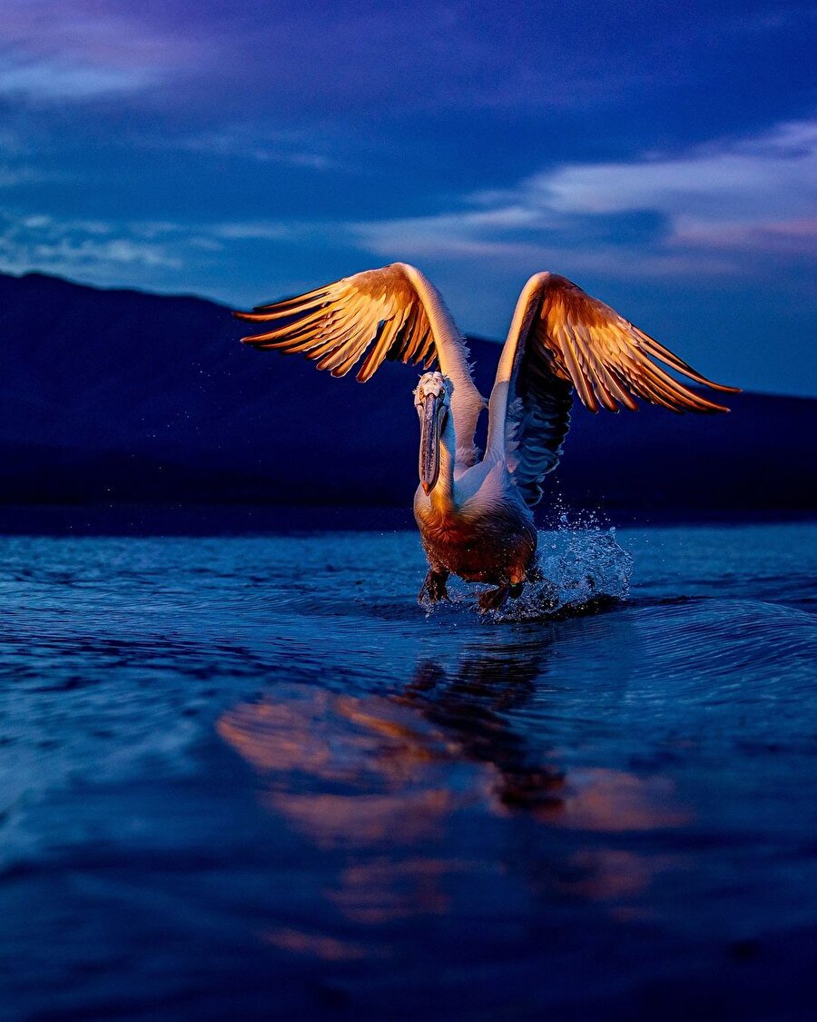 Dalmaçyalı Pelikan: Gökyüzünün ağır siklet şampiyonu! 🐦