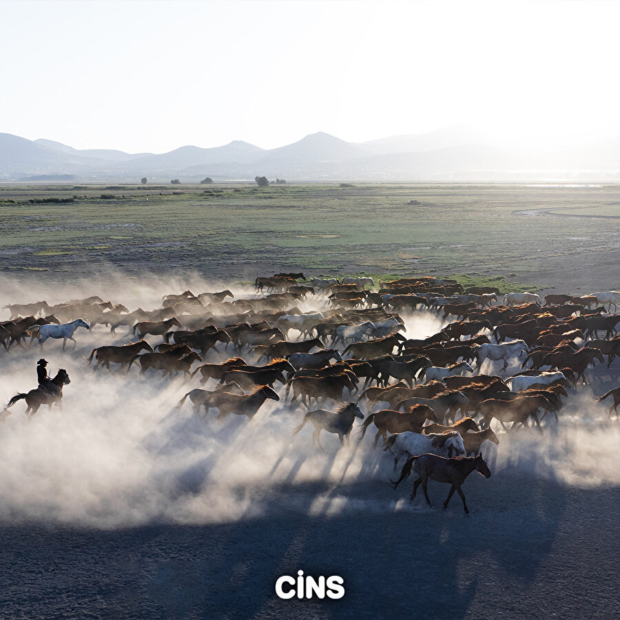 Yılkı atlarının sesi