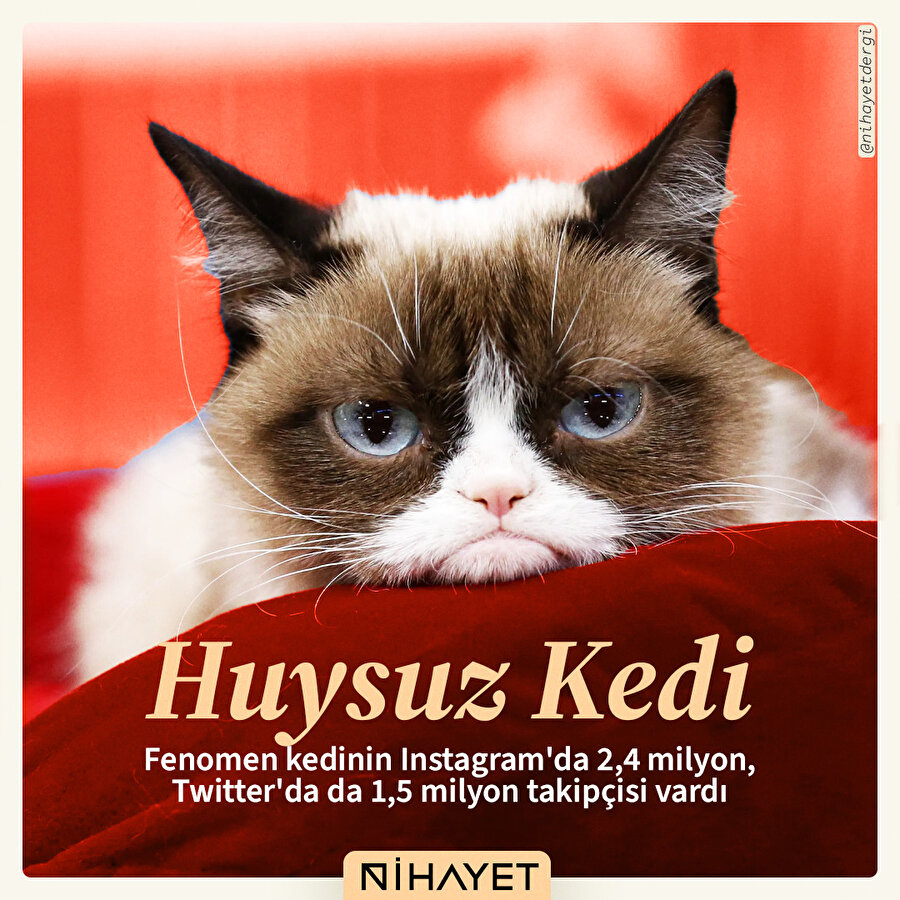 Huysuz Kedi'nin efsanevi bakışıyla tanışın! 😾