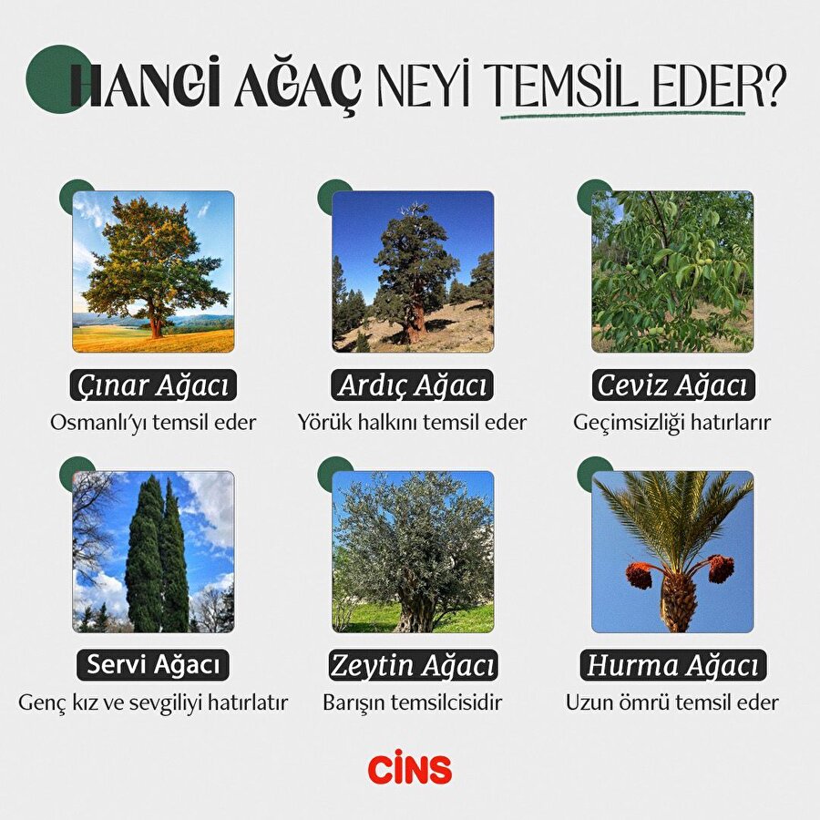 Ağaçlar neyi temsil ediyor ? 
