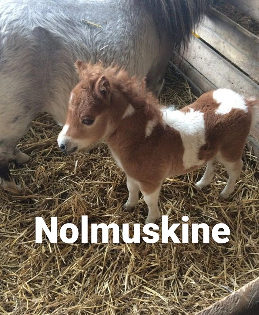 Sessize aldığım grupta kavga çıkınca ortaya çıkış şeklimiz