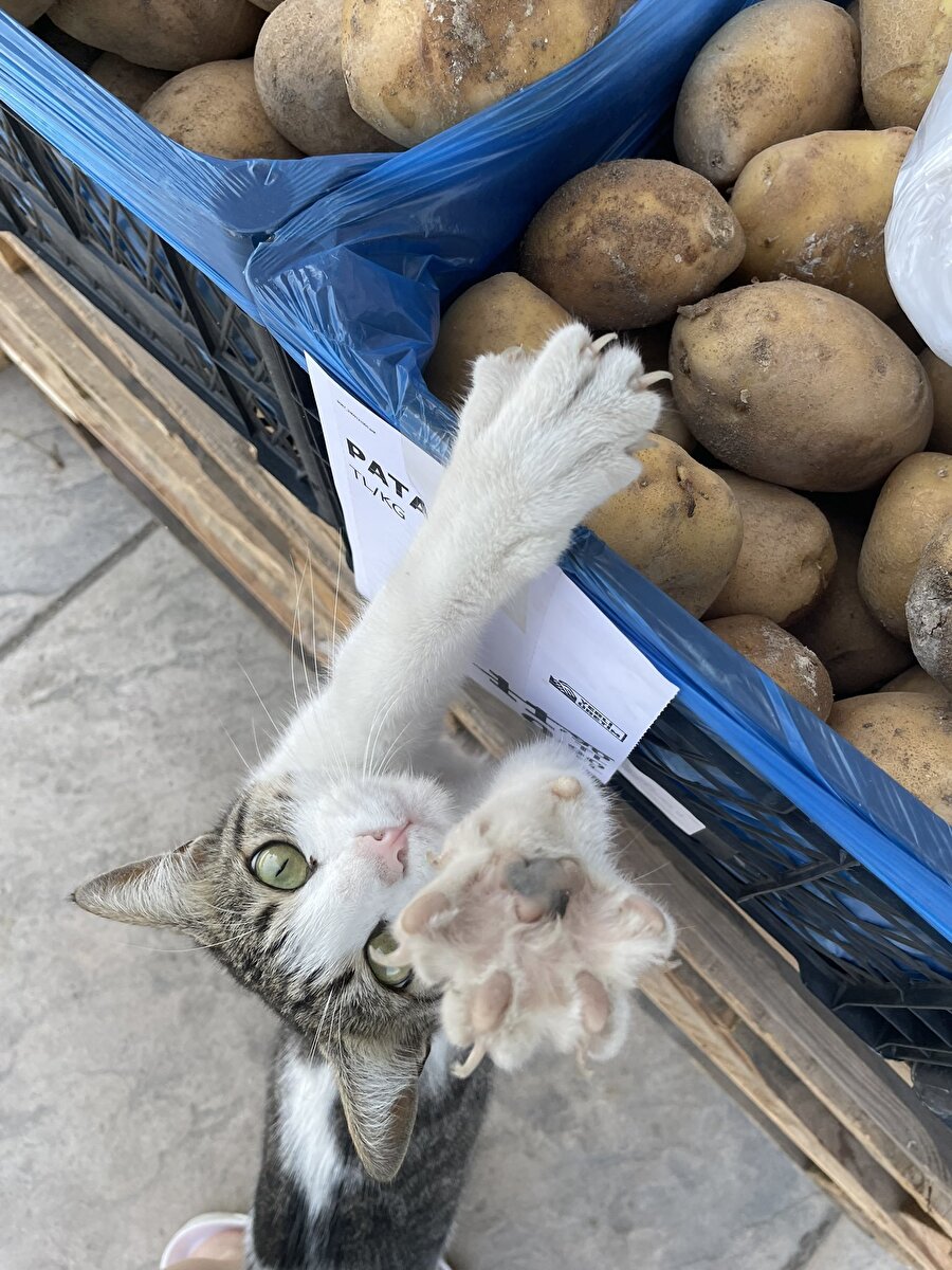 Çekmesene kardeşim