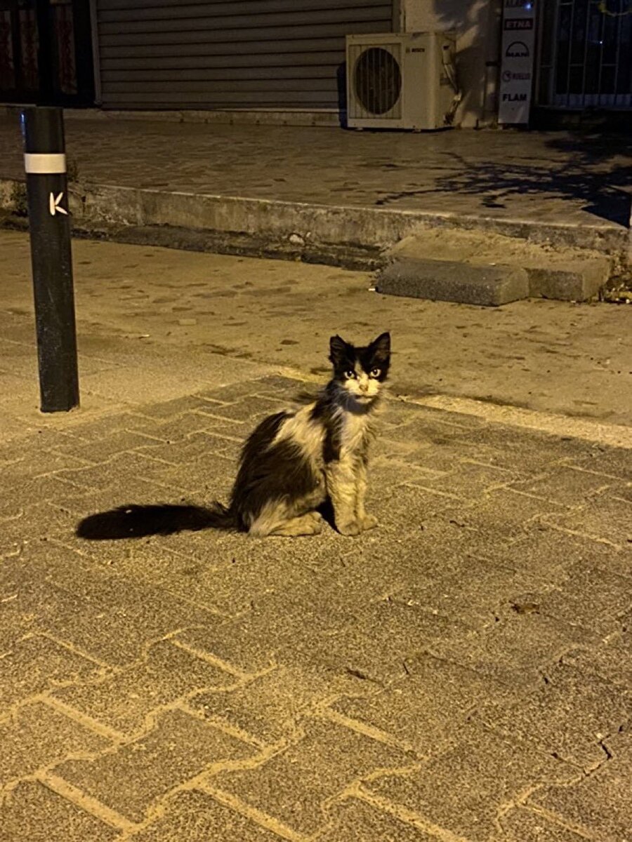 Dünyanın en sokak kedisi