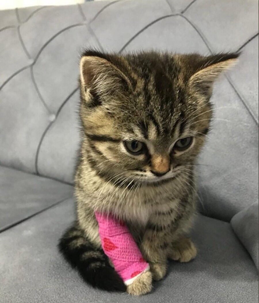 İncinmiş kedi