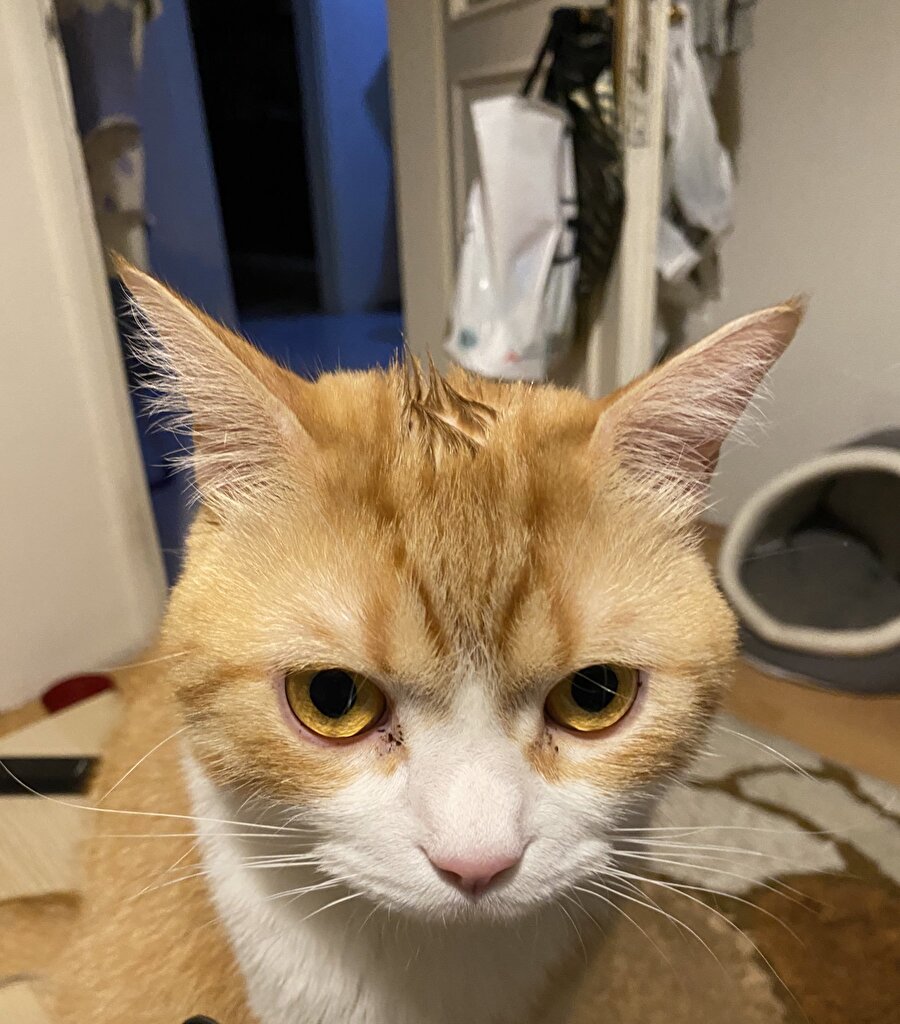 Jöleli kedi
