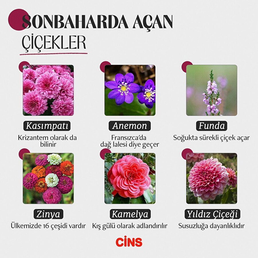 Sonbaharda açan çiçekler