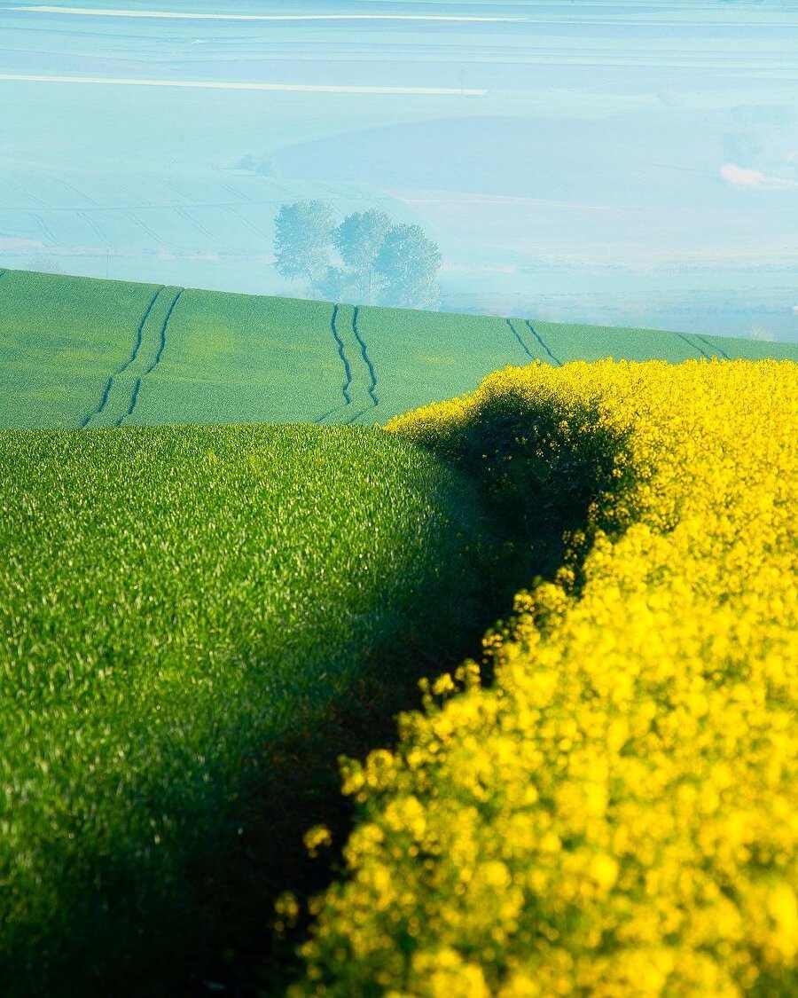 Tekirdağ’da çiçek açan kanola tarlalarının büyüleyici görünümü 🌼