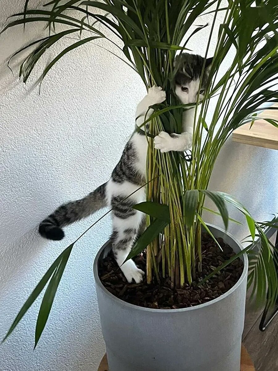 Hayatımda ilk defa çiçek alınca ben